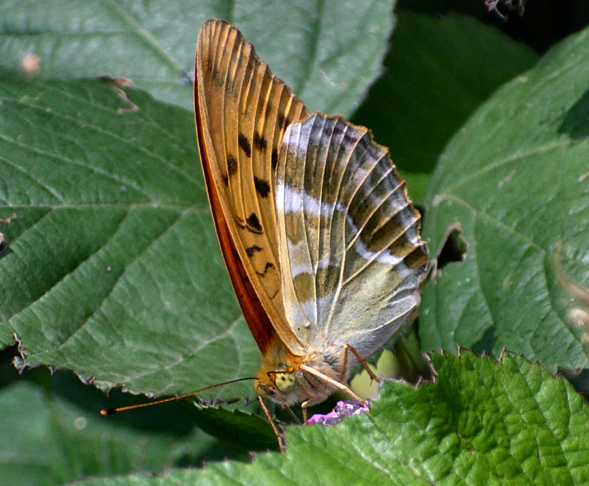 farfalla da identificare